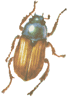   (Phyllopertha horticola)