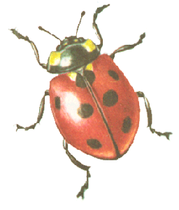   (Coccinella septempunctata)