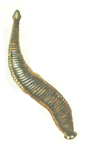    (Herpobdella octoculata)
