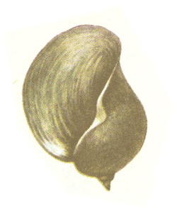   (Lymnaea auricularia)