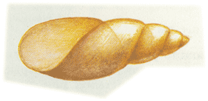   (Physa fontinalis)