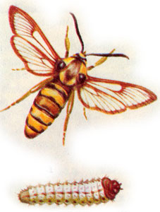 ,    (Aegeria apiformis)