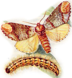   (Phalera bucephala)
