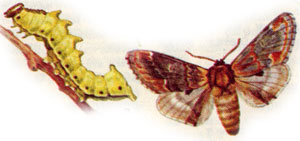   (Notodonta	 dromedarius)