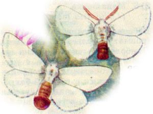  (Euproctis	 chrysorrhoea)