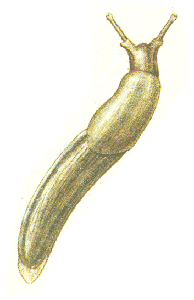   (Arion fasciatus)
