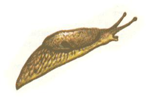   (Deroceras reticulatum)