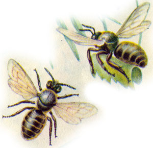 - (Megachile	centuncularis)