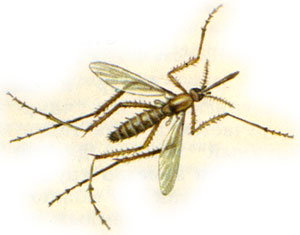   (Aedes communis)