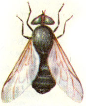   (Hybomitra	 bimaculata)