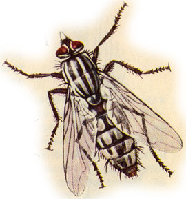    (Bercaea   haemorrhoidalis)