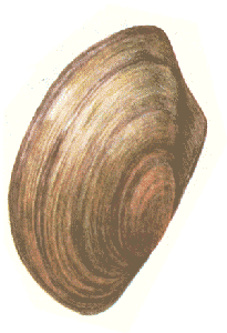   (Anodonta cygnaea)