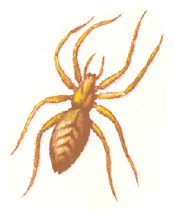   (Clubiona lutescens)