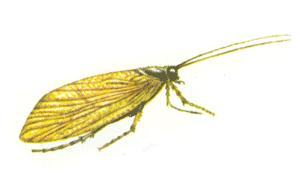   (Phryaena grandis)