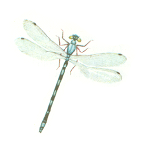 ПОДЕНКА (Ephemeroptera)