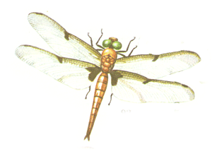   (Libellula quadrimaculata)