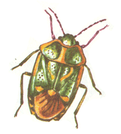   (Eurydema oleracea)