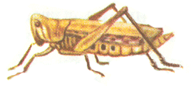   (Chorthippus albomarginatus)