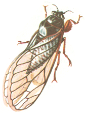   (Cicadetta montana)