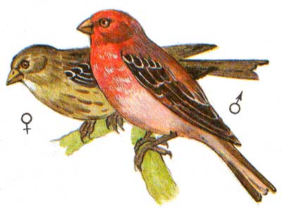 Птица С Красной Головой Фото И Название