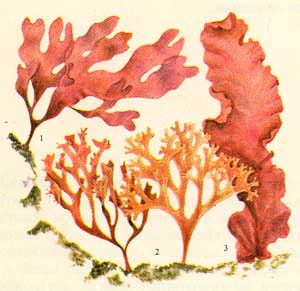 1 - Родимерия, 2 - Ирландский мох, 3 - Порфира