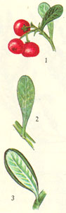 Толокнянка. 1 - ягоды, 2 - обратная сторона листа, 3 - обратная сторона листа брусники