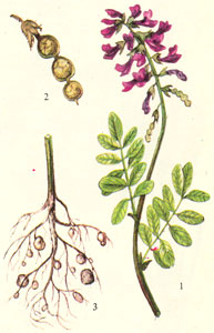 Копеечник. 1 - верхняя часть цветущего растения, 2 - ягоды, 3 - клубеньки