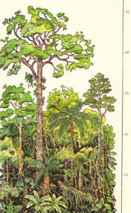 Вечнозеленая растительность джунглей многоярусна