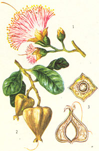 Баррингтония. 1 - цветок, 2 - плоды, 3 - плод в разрезе