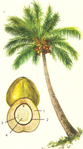 Кокосовая пальма. 1 - волокнистая масса, 2 - твердая скорлупа, 3 - копра, 4 - кокосовое «молоко»
