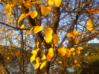 Осеннии листья.